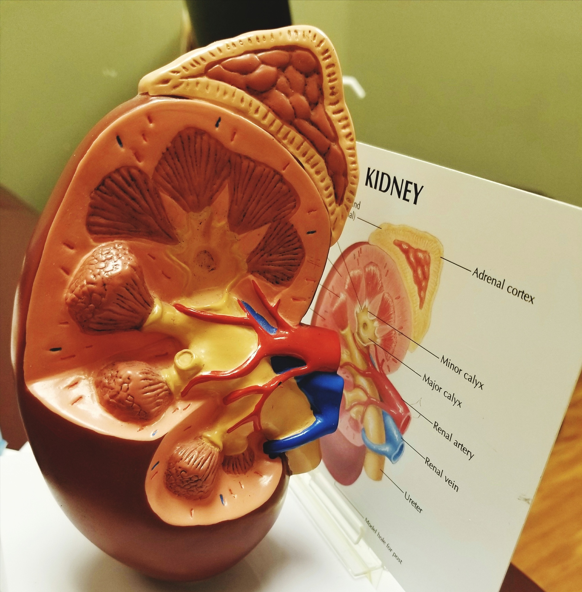 Human Kidney! Healthcare and Medicine!